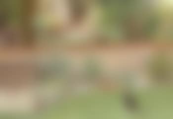 Cats in a summer garden (preview)