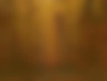 Sunset through the woods (preview)