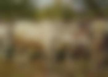 Cattle fair (preview)