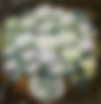 Chrysanthemum (preview)