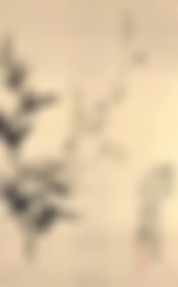 Plum blossom and bamboo (preview)