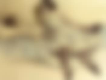 The gossip (preview)