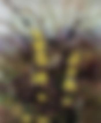 Shrubs (preview)