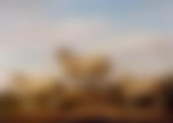 Dartmoor ram, ewe and weather (preview)