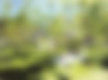 Picnic (preview)