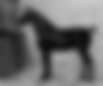 Black hunter in a loose box (preview)