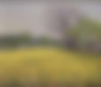 Yellow field (preview)