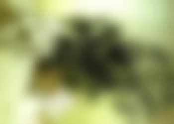 Verdant (preview)