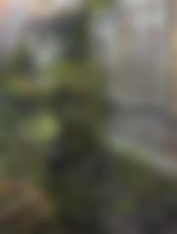 Jardin (preview)