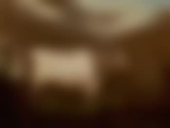 Shorthorn bull, Comet (preview)