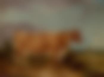 Longhorn cow (preview)