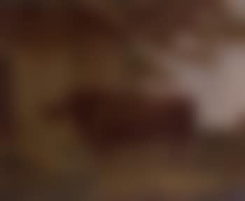 Prizefighter bull (preview)