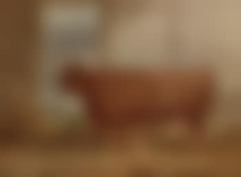 Devon cow (preview)