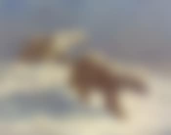 Arctic prowlers (preview)
