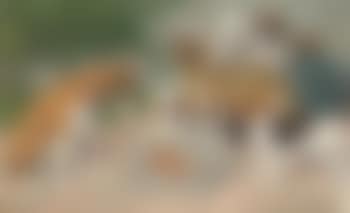Curious distraction (preview)