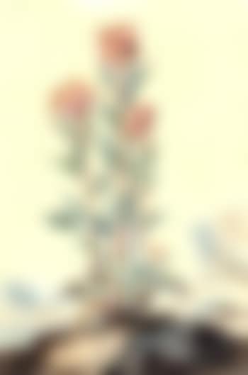 Cocks-comb plant in a landscape (preview)