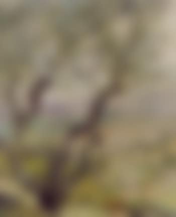 Olive tree (preview)