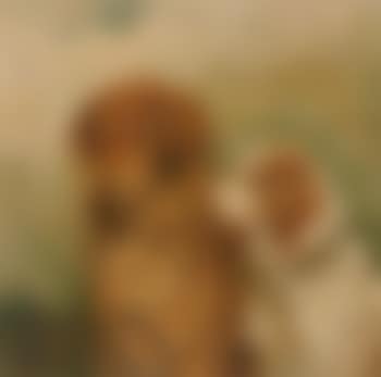 Retriever and a spaniel (preview)