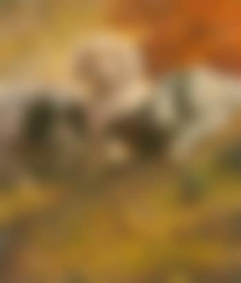 Three setters (preview)