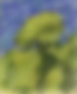Green trees (preview)