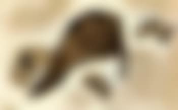 Fabeldieren (preview)