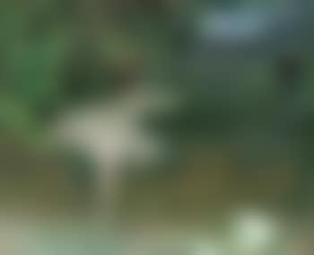 Pointes (preview)