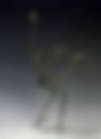 Autruche (preview)