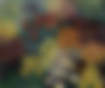 Pansies (preview)