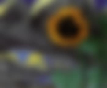 Sunflower (preview)