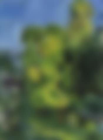 Le poney (preview)