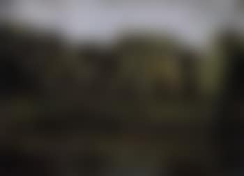 The edge of the forest (preview)