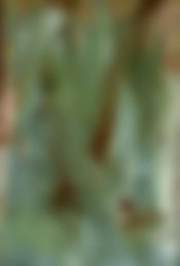 Germinations (preview)