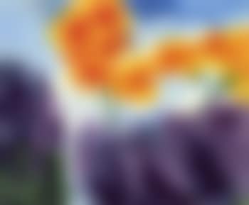 Violet and yellow garden flowers (preview)