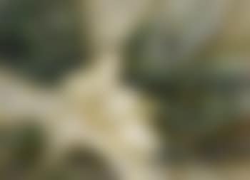 Large magnolia (preview)