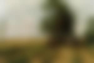 Leading the cattle to pasture (preview)