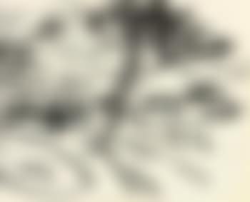 Study for a tree in Primrose Hill (preview)
