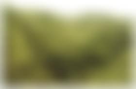 Moss valley (preview)