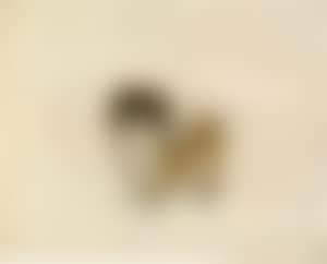 Pekinese (preview)