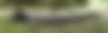 Crocodile (preview)