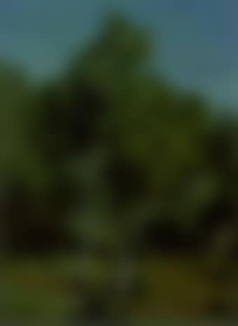 Landscape with birch trees (preview)