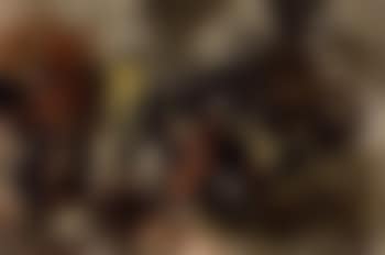 Untitled (preview)