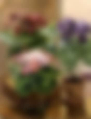 Nature morte aux pots de fleurs dans un interieur (preview)