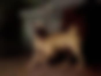 Pug (preview)
