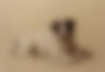 Portrait of a Terrier (preview)