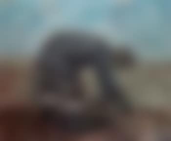 Harvester (preview)