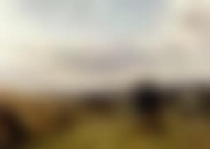 Wheat fields at harvest (preview)