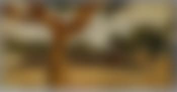 Orange tree (preview)