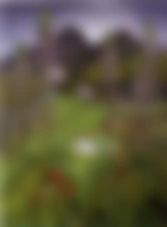 Acanthus (preview)
