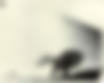 Hello Mr Brodovitch (preview)