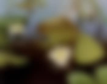 Waterlilies (preview)
